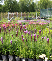 Питомник растений Малиновский