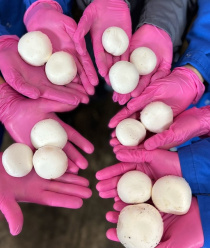 АйДжиЭс Агро