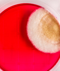 НПО Альтернатива