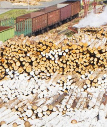 Тюменский фанерный комбинат (ТФК)