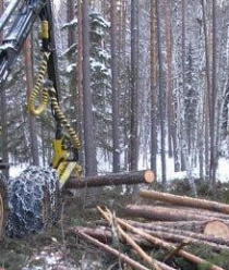 Вологодские лесопромышленники