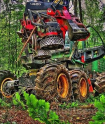 Вологодские лесопромышленники