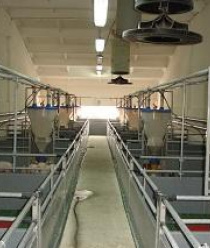 Кигбаевский бекон