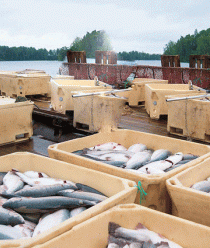 Карельская форель