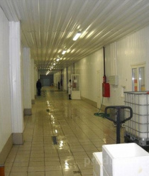 Карельская форель