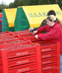 Ягоды Карелии