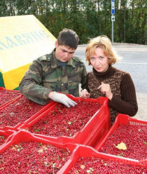 Ягоды Карелии