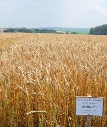 Агрофирма Мценская