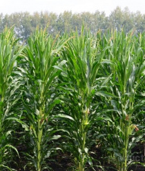 Агрофирма Мценская