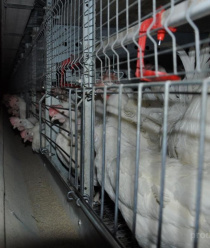 Свердловский