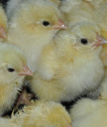 Свердловский