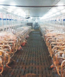 Великолукский мясокомбинат