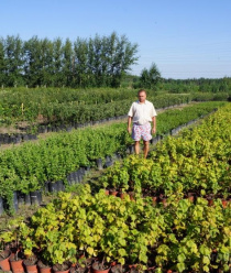 Бабяковский плодопитомник