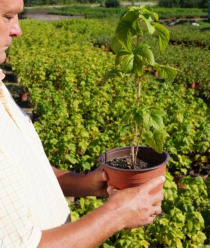 Бабяковский плодопитомник