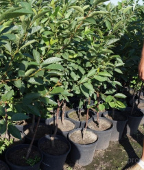 Бабяковский плодопитомник