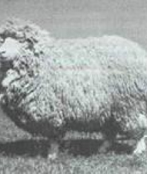 Русская Шерстяная Компания