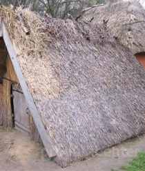 Золотая пчела