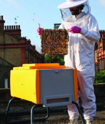 Золотая пчела