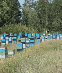 Ширяев и сыновья