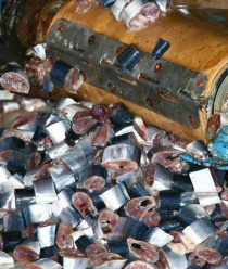 Южморрыбфлот