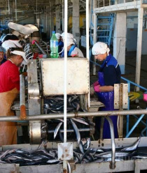 Южморрыбфлот