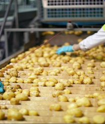 Погарская картофельная фабрика