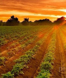 Погарская картофельная фабрика