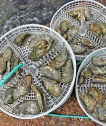 Крымские морепродукты