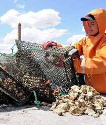 Крымские морепродукты