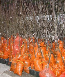 ЛПХ Макаревич