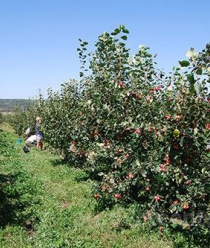 ЛПХ Макаревич