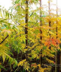 Современный декоративный питомник