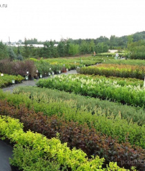 Современный декоративный питомник