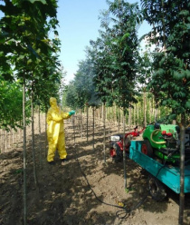 Современный декоративный питомник