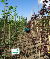 Современный декоративный питомник