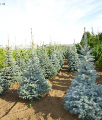 Современный декоративный питомник