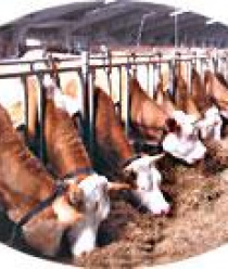 Любимый город