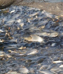 Бисеровский рыбокомбинат