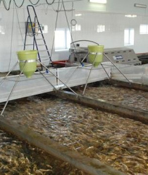 Бисеровский рыбокомбинат