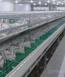 Ушастый дворик