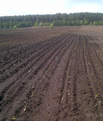 Фермерское хозяйство Банных