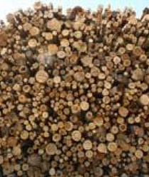 Томлесдрев