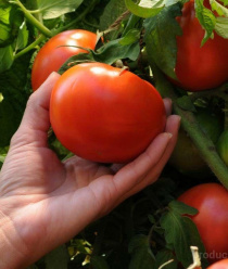 Матвеевское