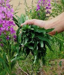 Вологодский Иван-чай