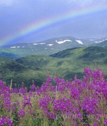 Российские Традиции