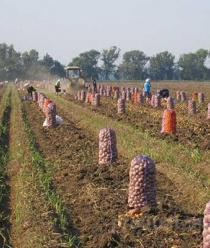 Романовский