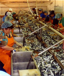 Рыбозавод Большекаменский