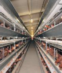 Птицепром Бобровский