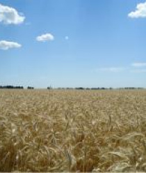 Птицепром Бобровский