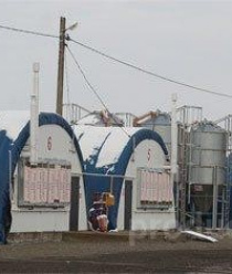 Брюховецкий кролик